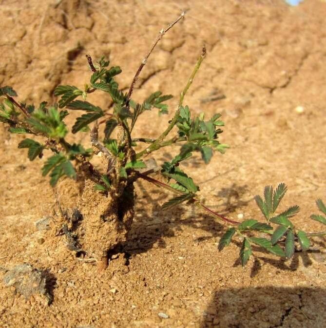 Mimosa camporum habit
