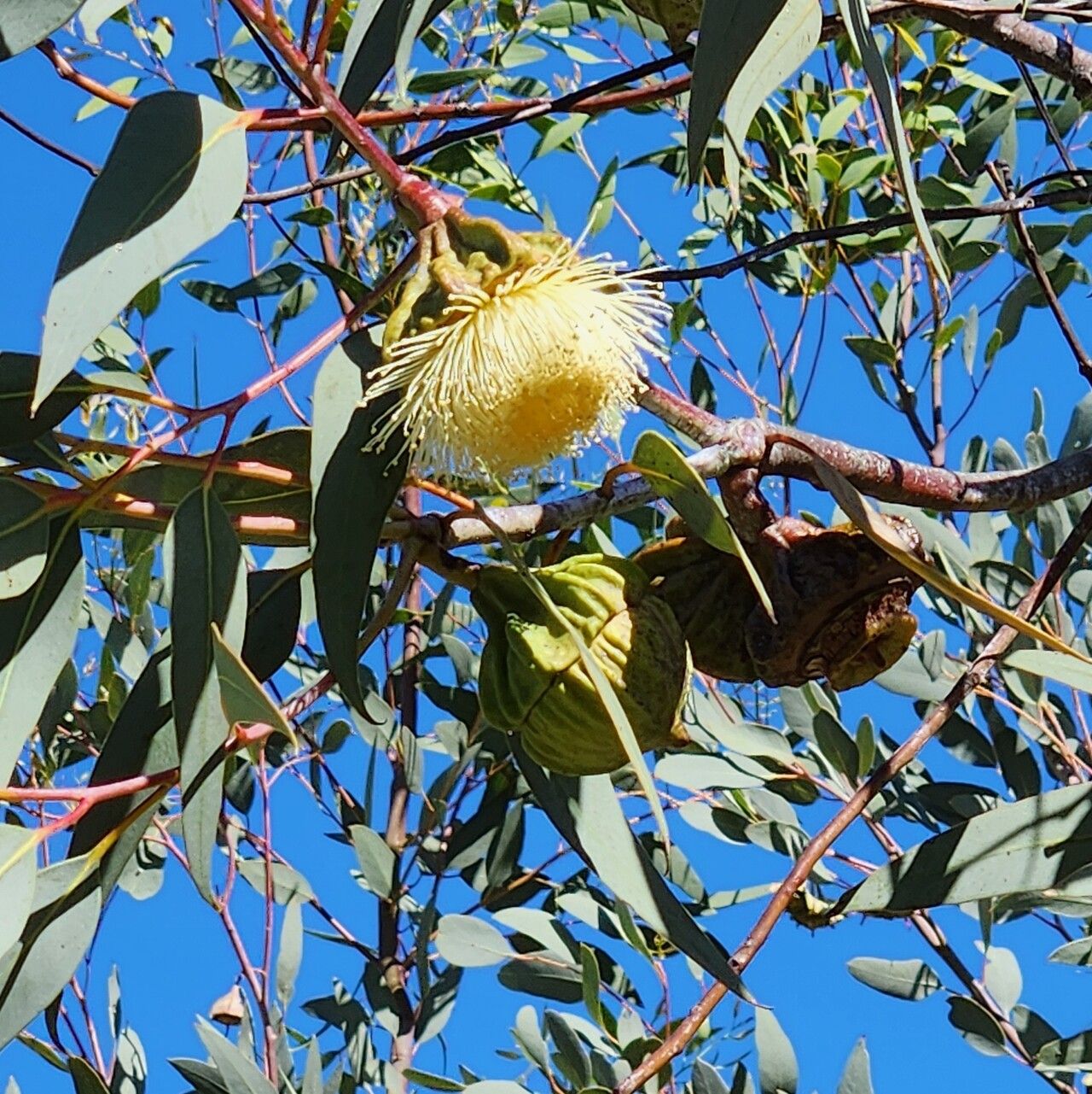 Eucalyptus youngiana flower