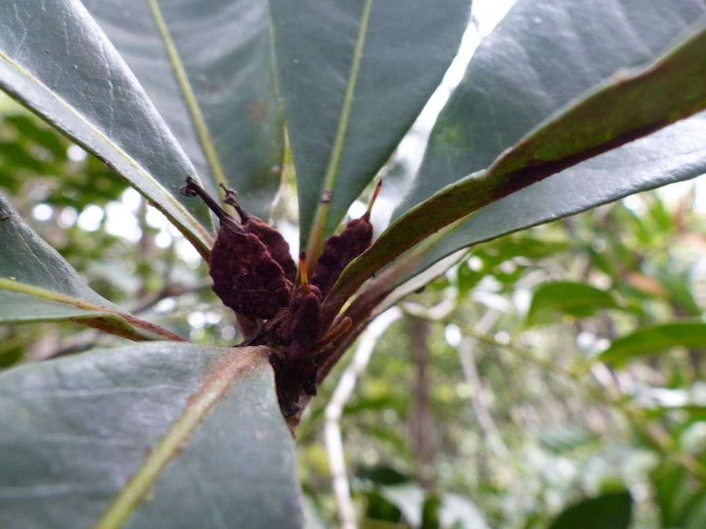 Pittosporum ornatum fruit