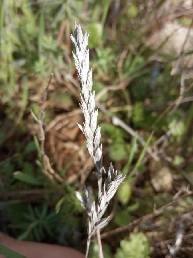 Crucianella angustifolia fruit