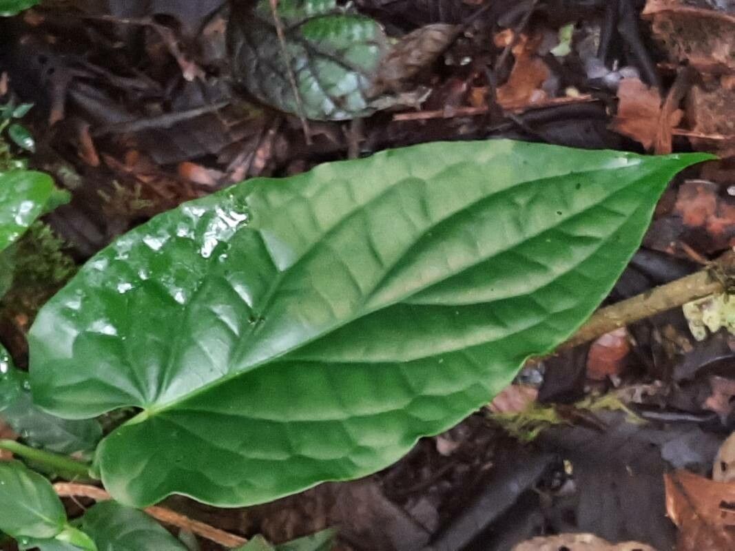 Piper pentagonum leaf