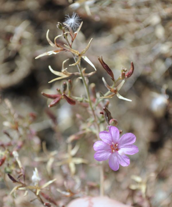 Epilobium nivium habit