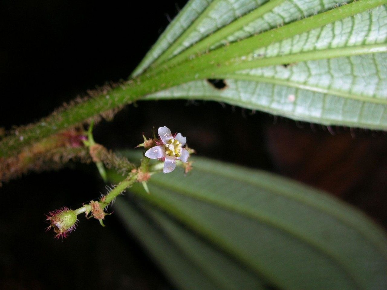 Clidemia hammelii flower