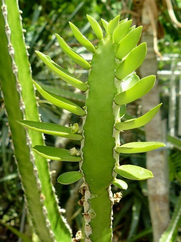 Euphorbia persistentifolia — houseplant care guide