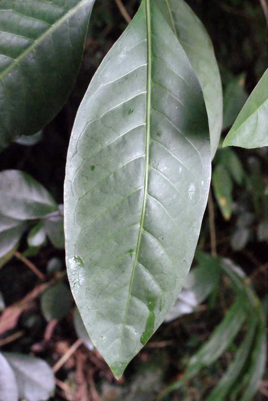 Chassalia boryana leaf