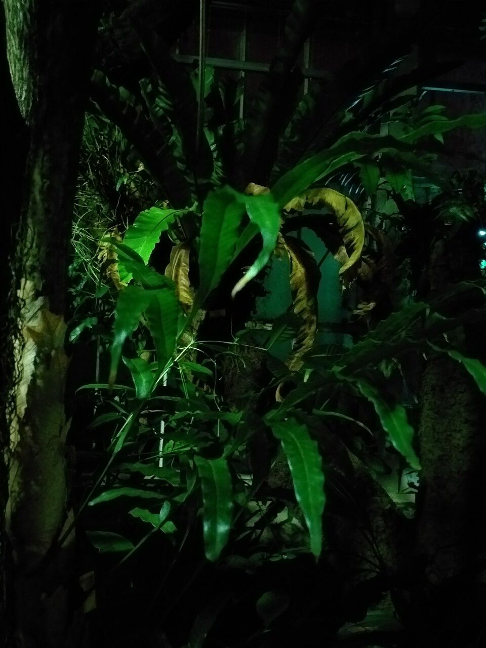 Drynaria descensa — related species from the same genus