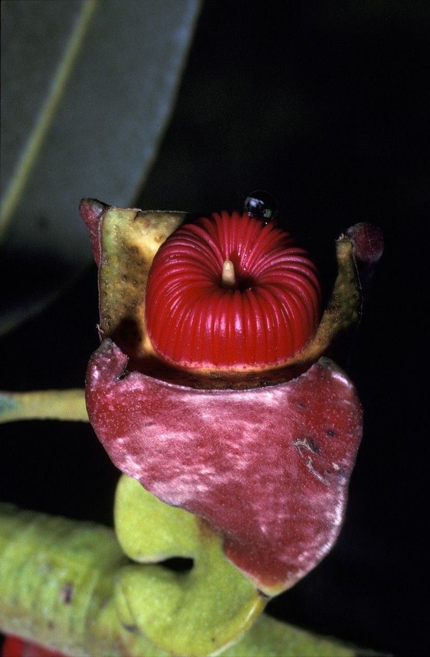 Eucalyptus tetraptera flower