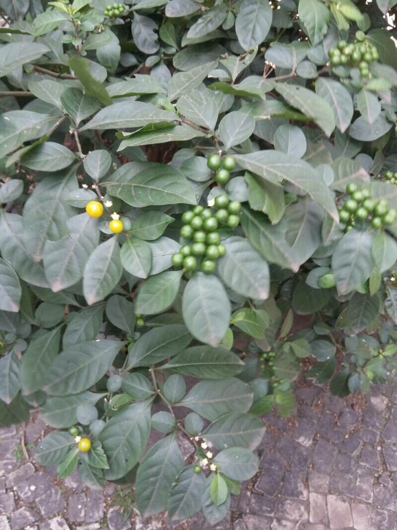 Solanum diphyllum leaf