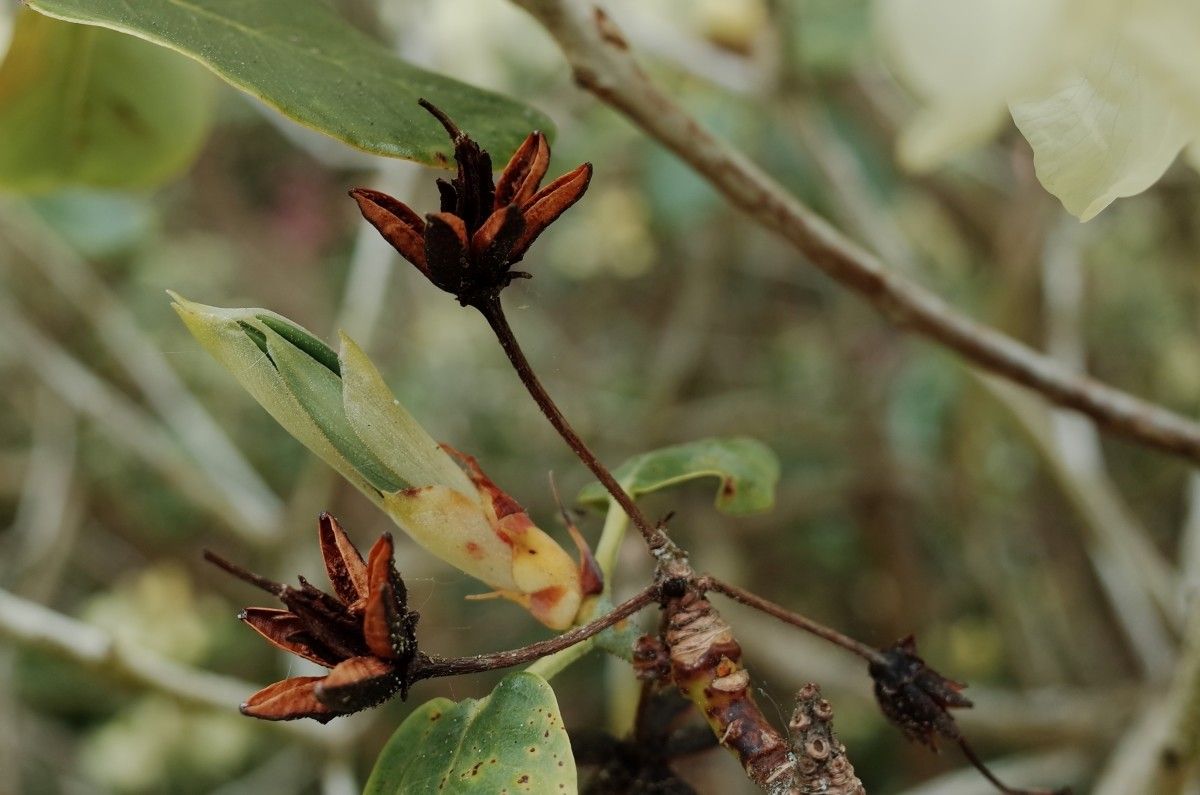 Rhododendron wardii fruit