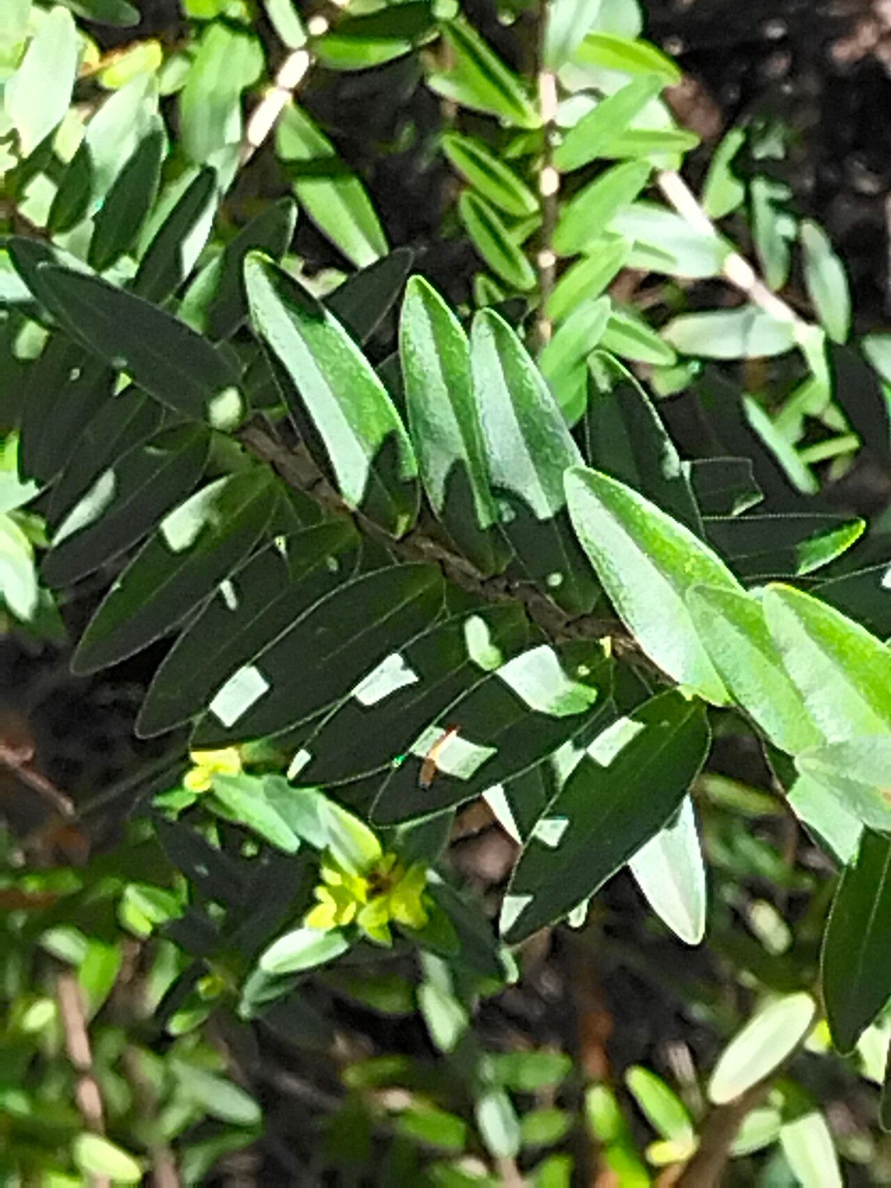 Penaea cneorum — houseplant care guide