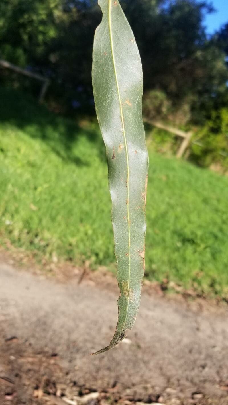 Eucalyptus strzeleckii — houseplant care guide