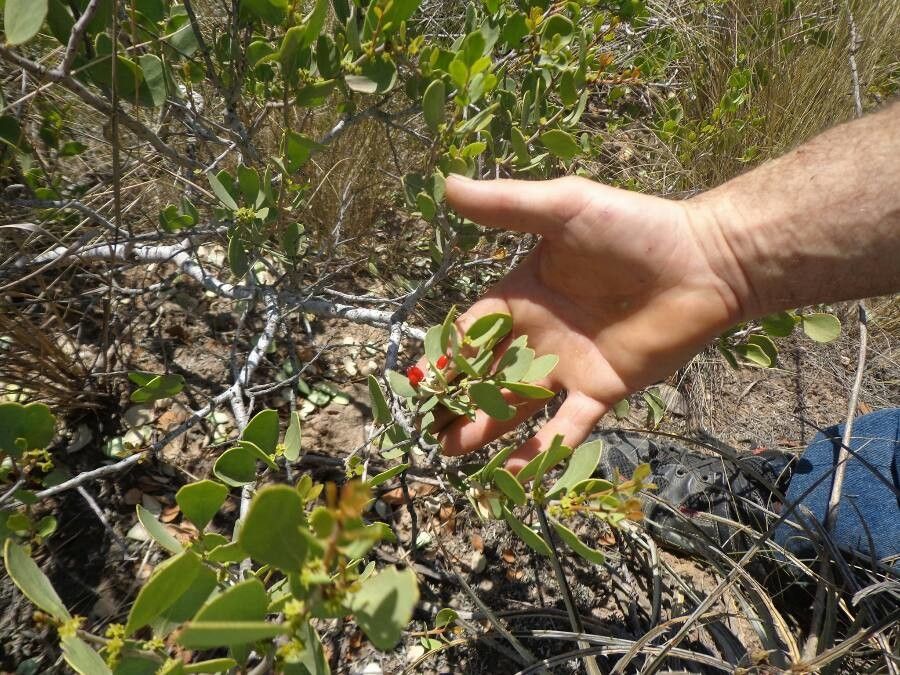 Maytenus vitis-idaea leaf