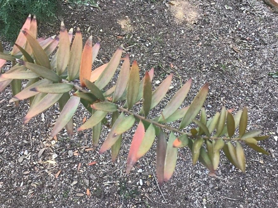 Agathis australis — related species from the same genus