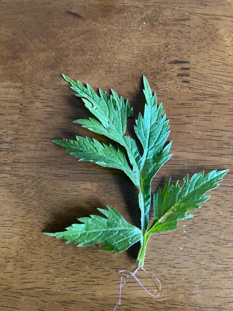 Bidens pachyloma leaf