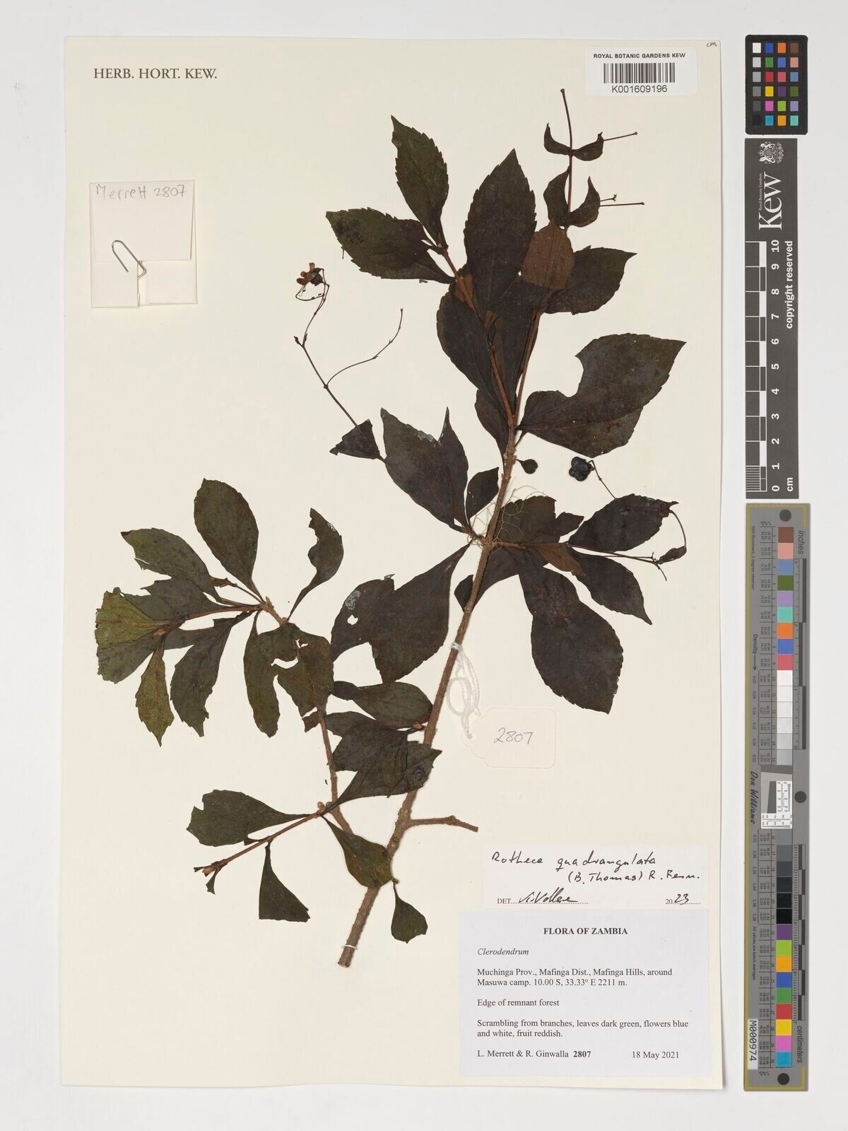 Rotheca quadrangulata — houseplant care guide