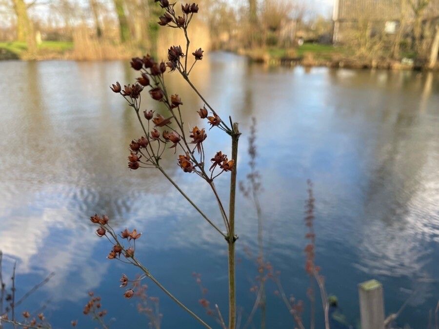 Lysimachia thyrsiflora fruit