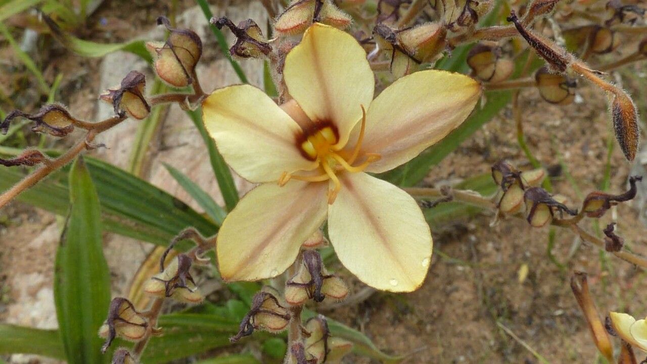 Wachendorfia thyrsiflora flower