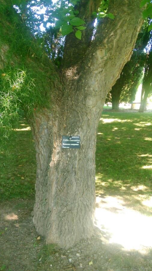 Celtis caucasica bark