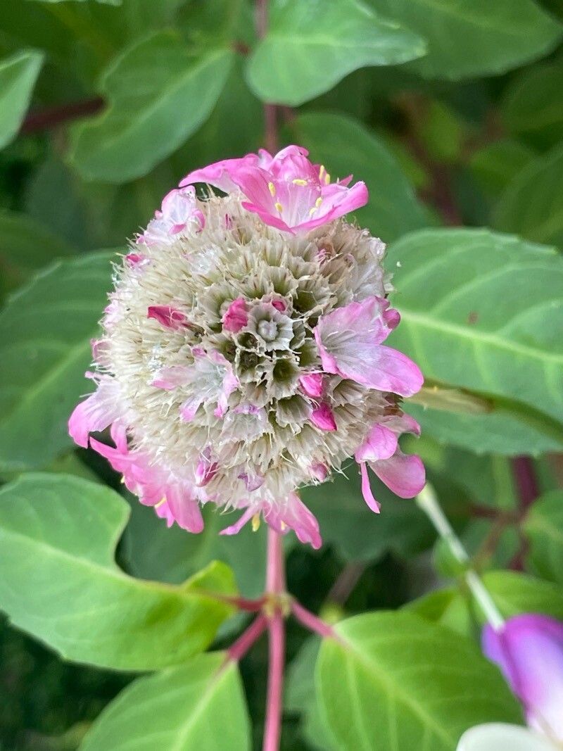 Armeria pseudarmeria fruit