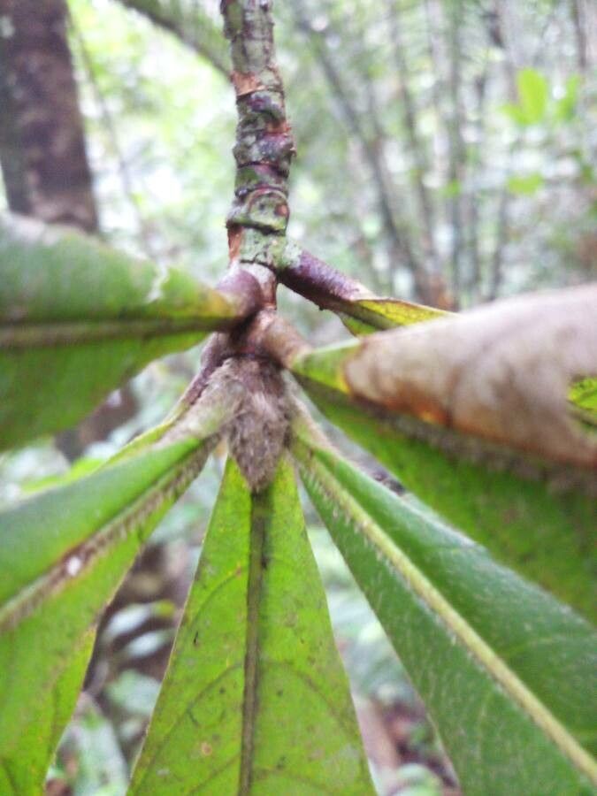 Duroia eriopila other