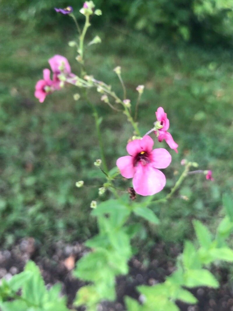 Diascia personata — related species from the same genus
