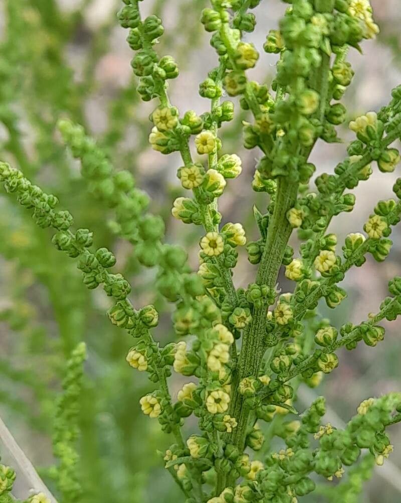 Dysphania chilensis flower