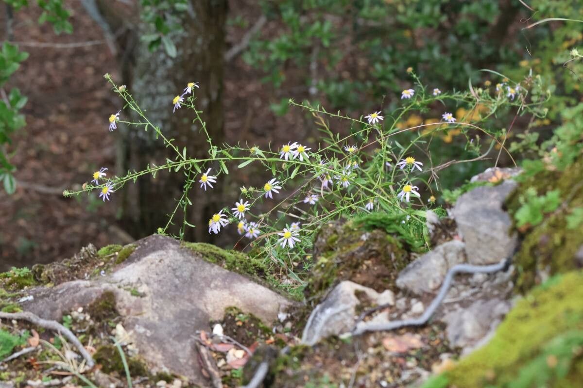 Aster hispidus flower