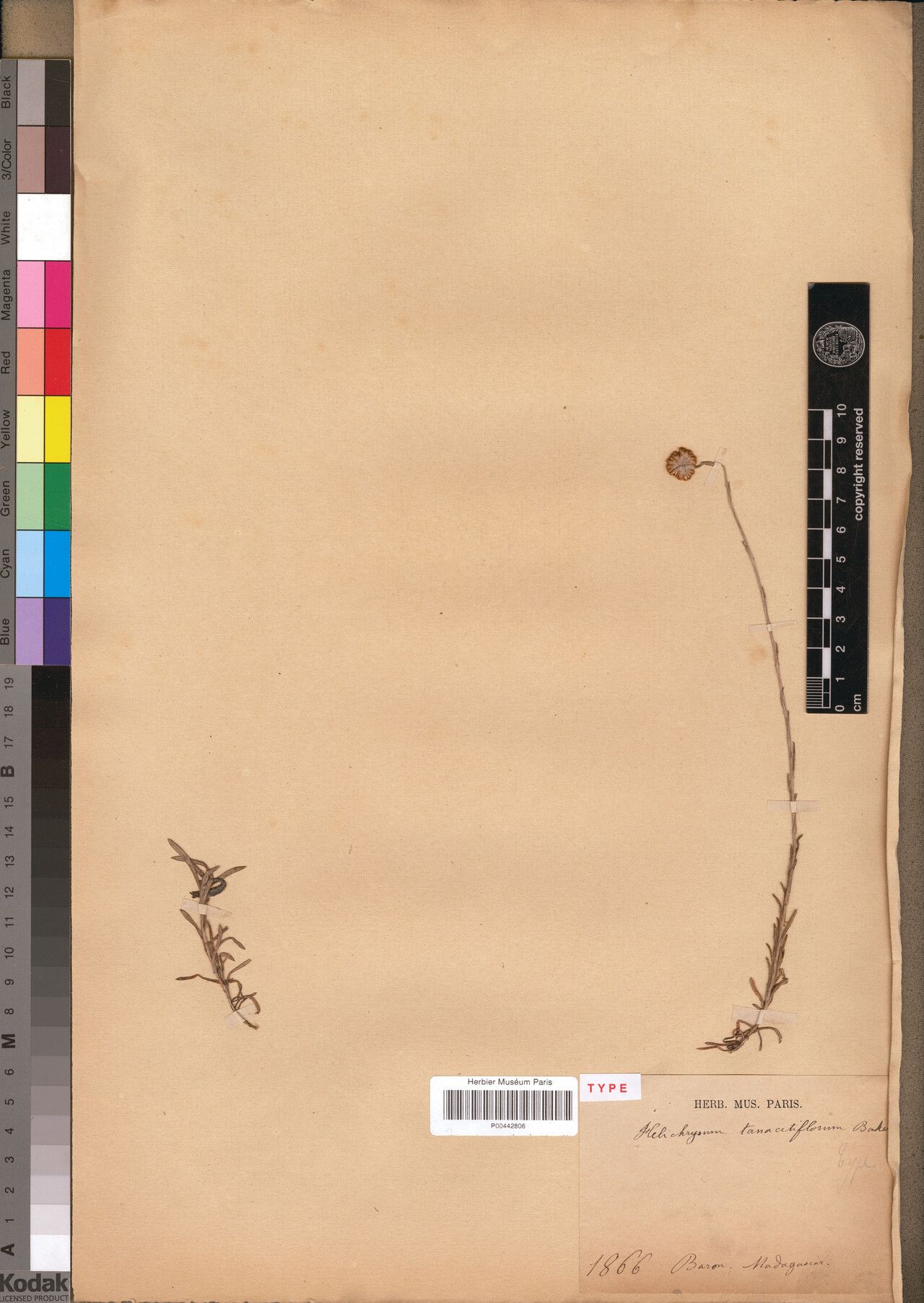 Helichrysum tanacetiflorum — houseplant care guide