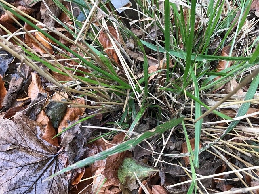 Festuca gigantea — search result for 'Lolium'
