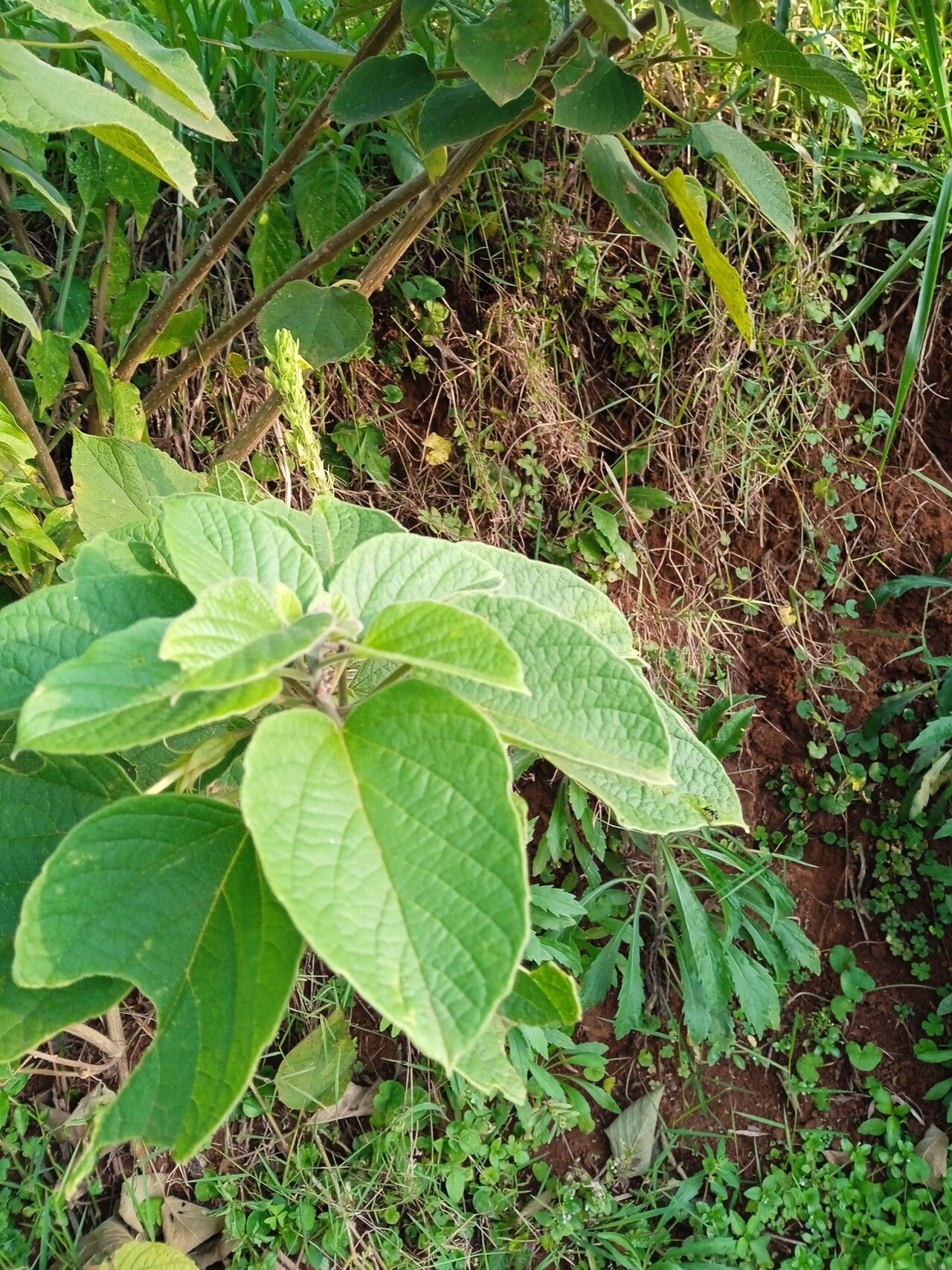 Clerodendrum rotundifolium — houseplant care guide