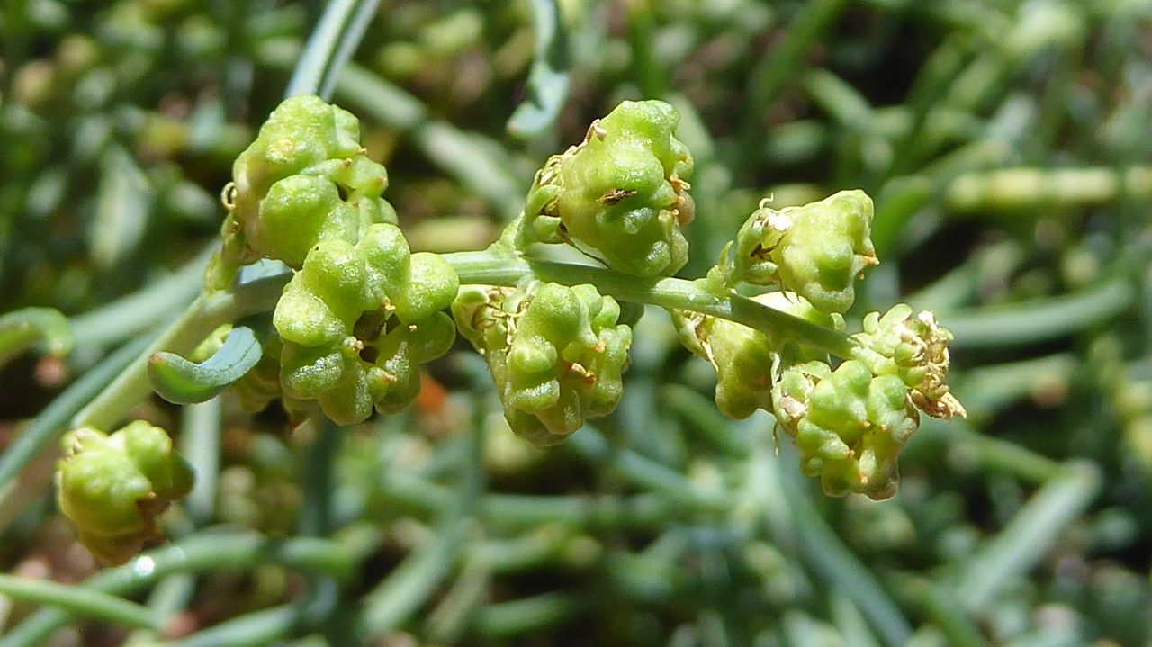 Reseda glauca fruit