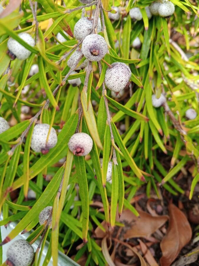Austromyrtus tenuifolia fruit