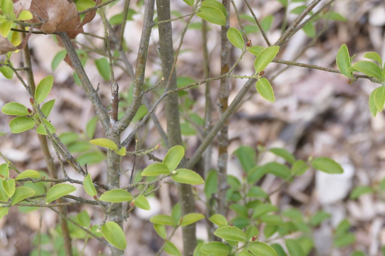 Ilex yunnanensis bark