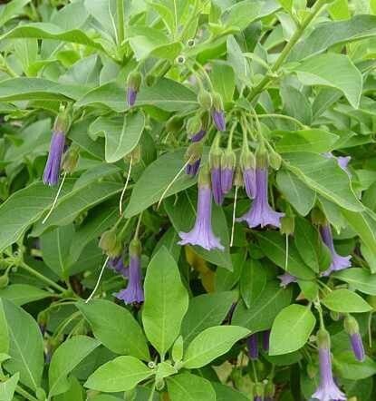 Iochroma warscewiczii — houseplant care guide