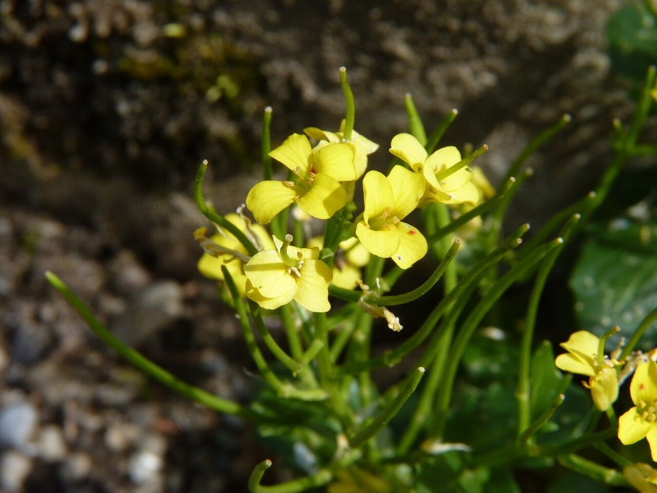 Barbarea rupicola flower
