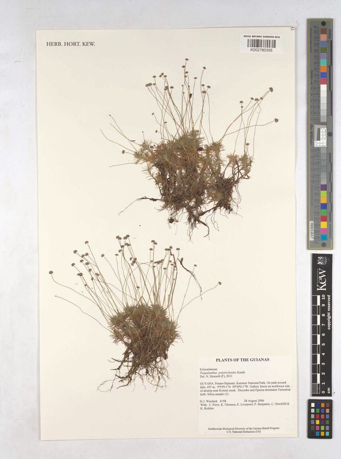 Paepalanthus polytrichoides — houseplant care guide