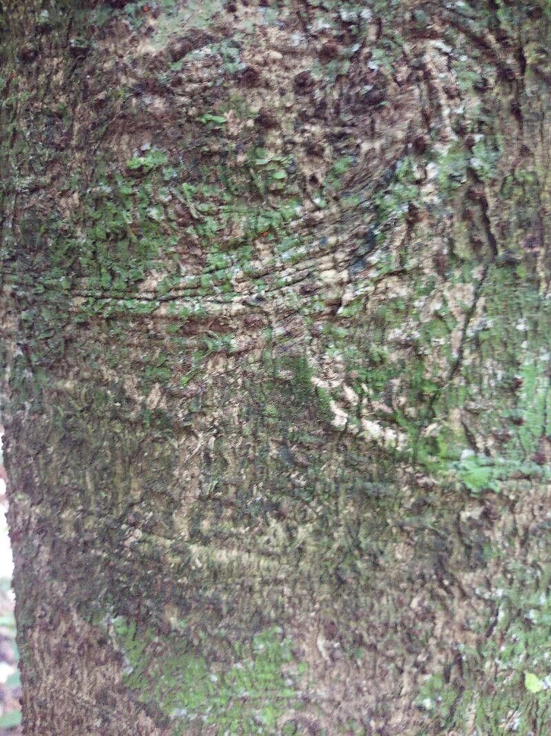 Ocotea argyrophylla bark
