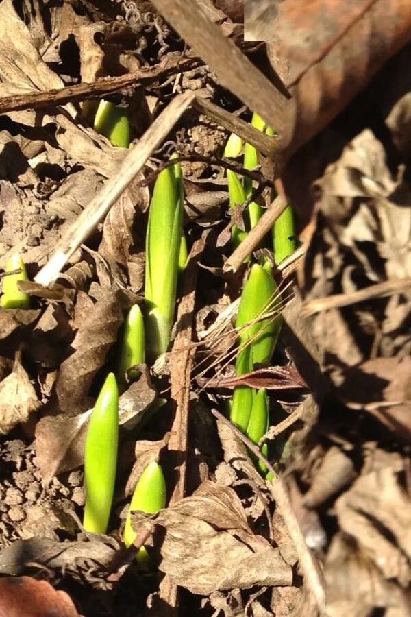 Hyacinthoides hispanica leaf