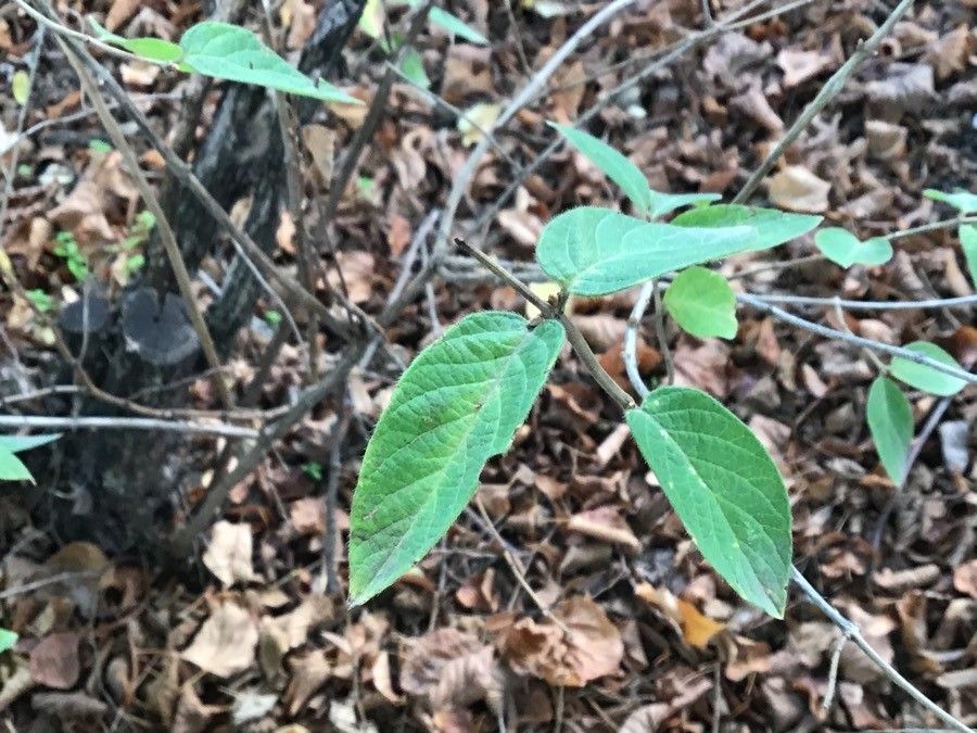 Lonicera webbiana — search result for 'Lonicera'