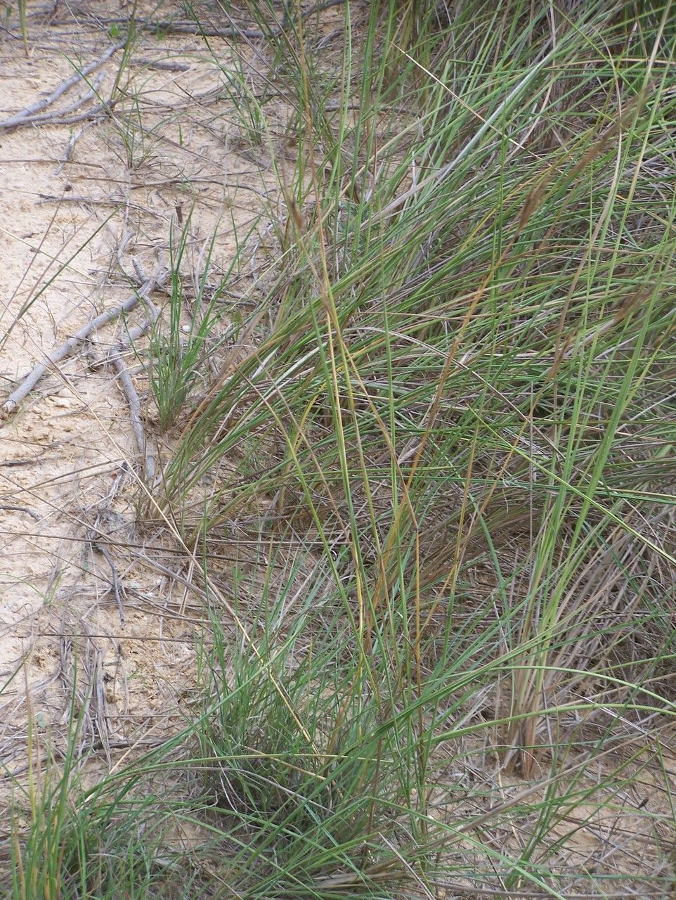 Rhynchospora brownii — houseplant care guide