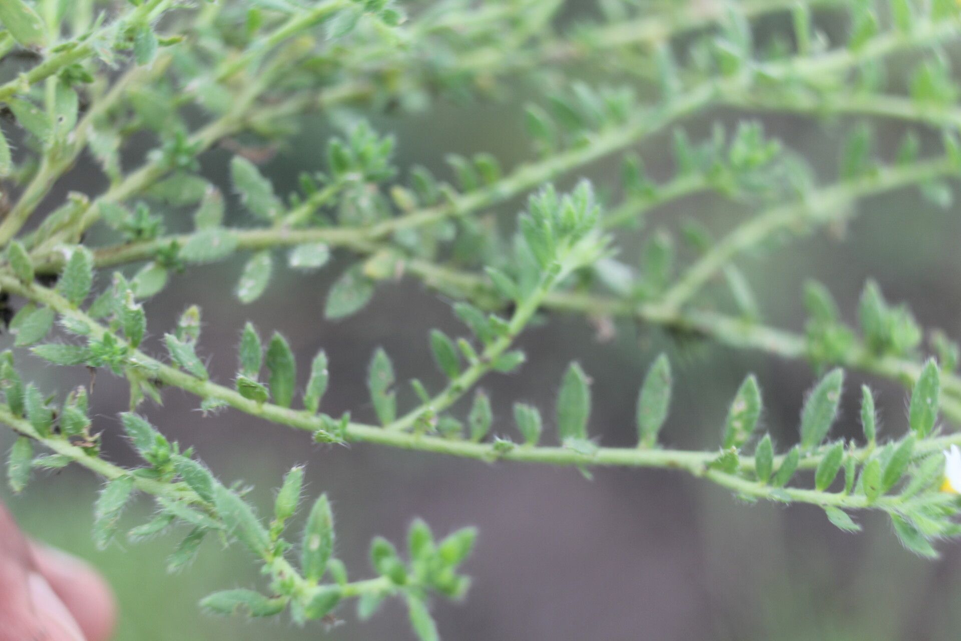 Euploca lagoensis leaf
