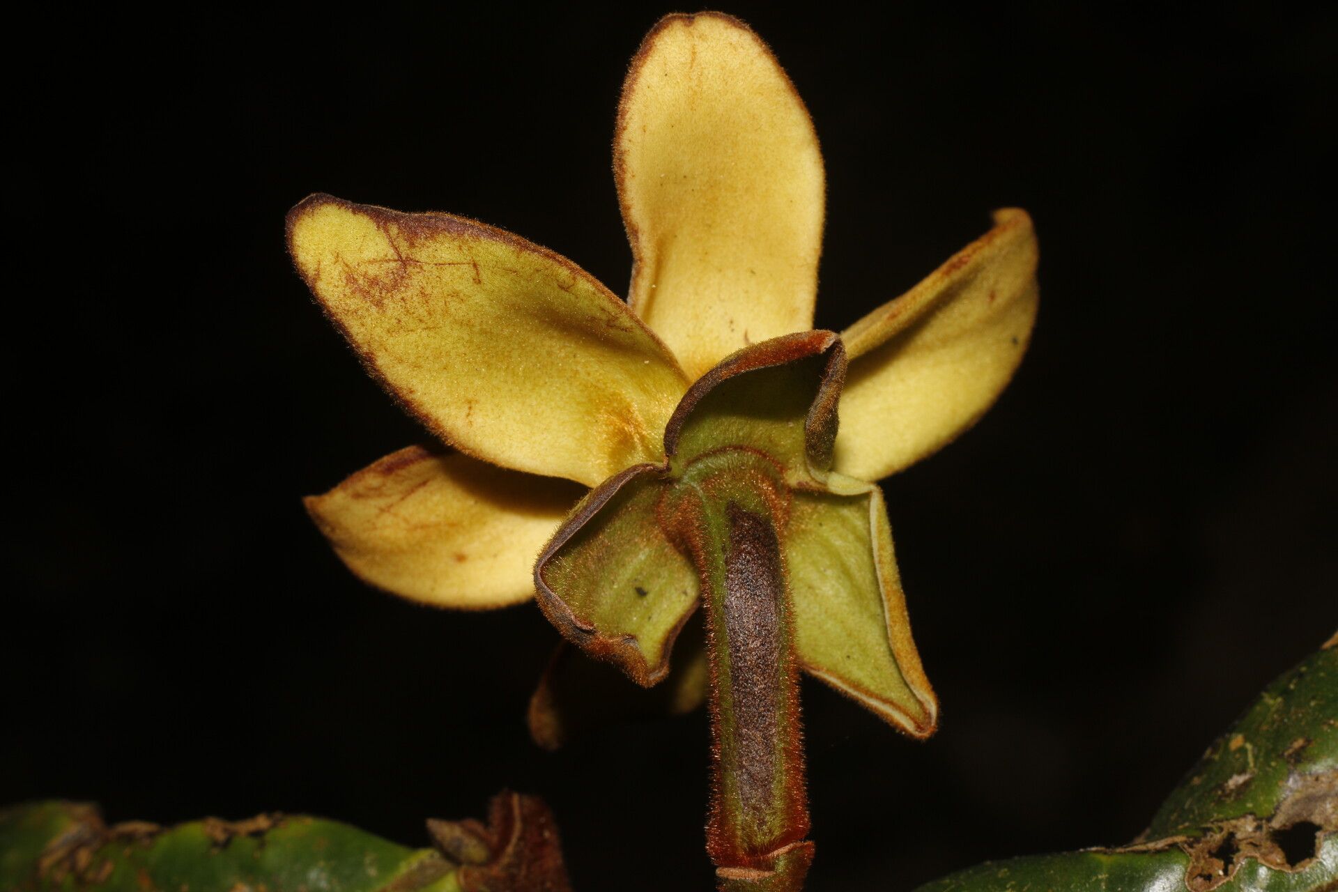 Guatteria talamancana flower