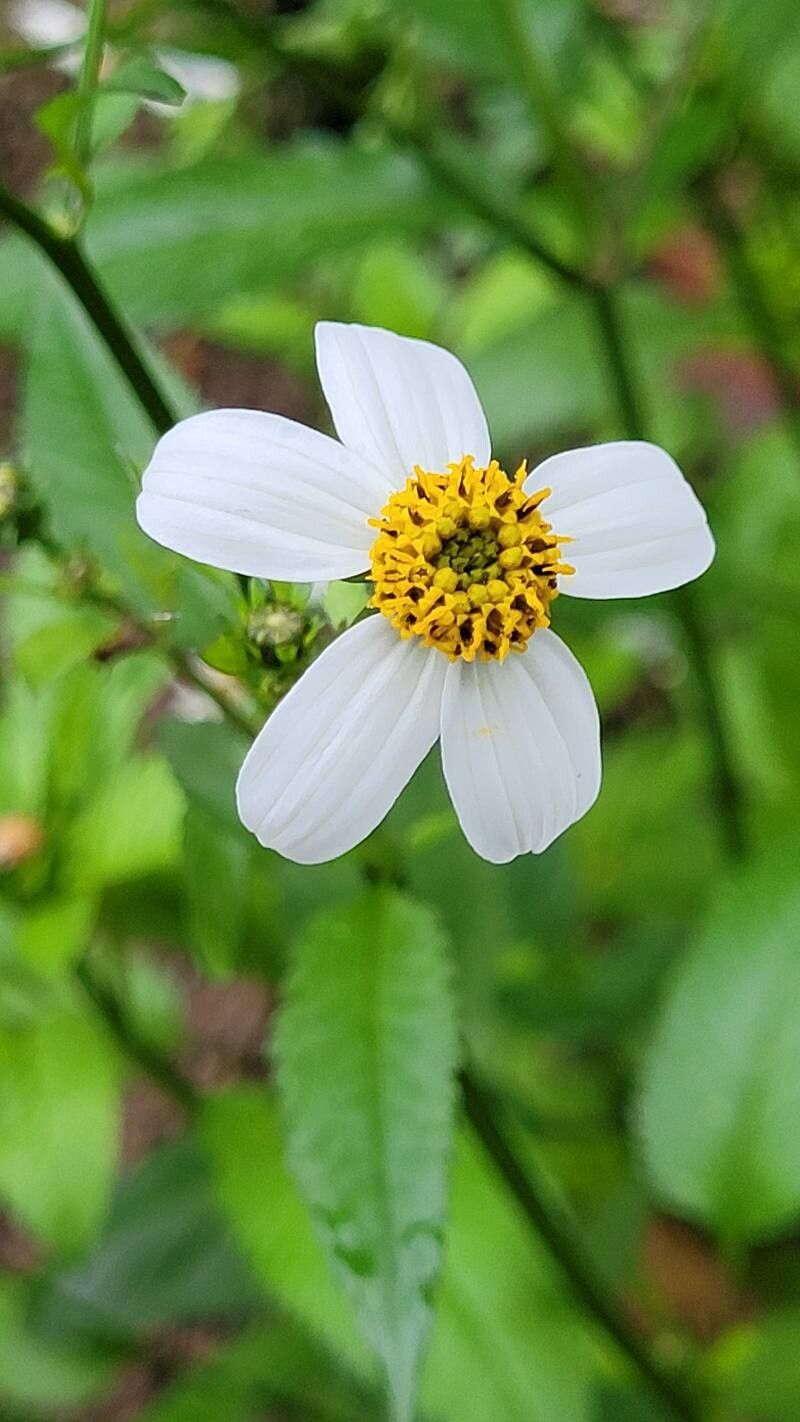 Cosmos diversifolius flower