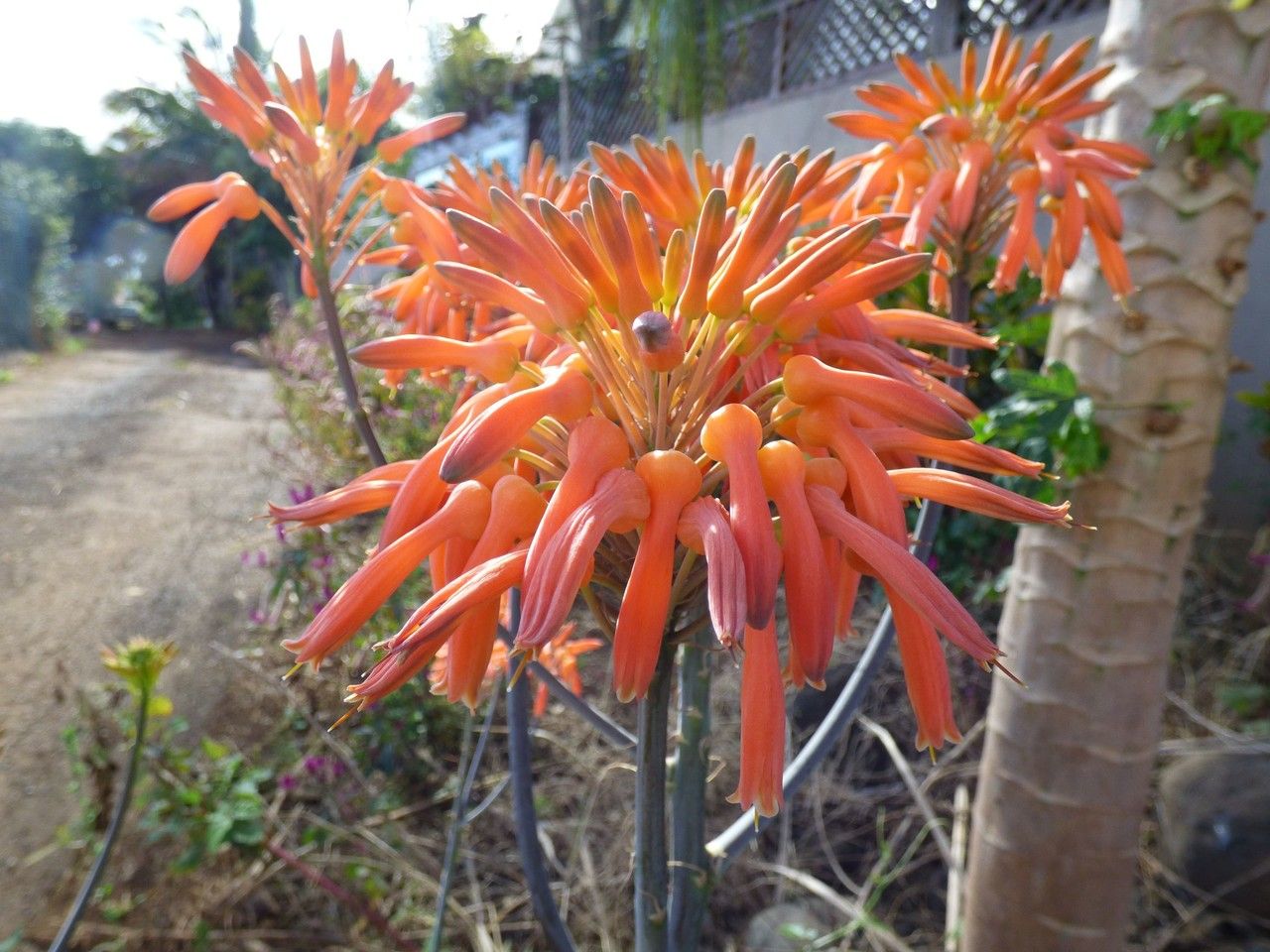 Aloe purpurea flower