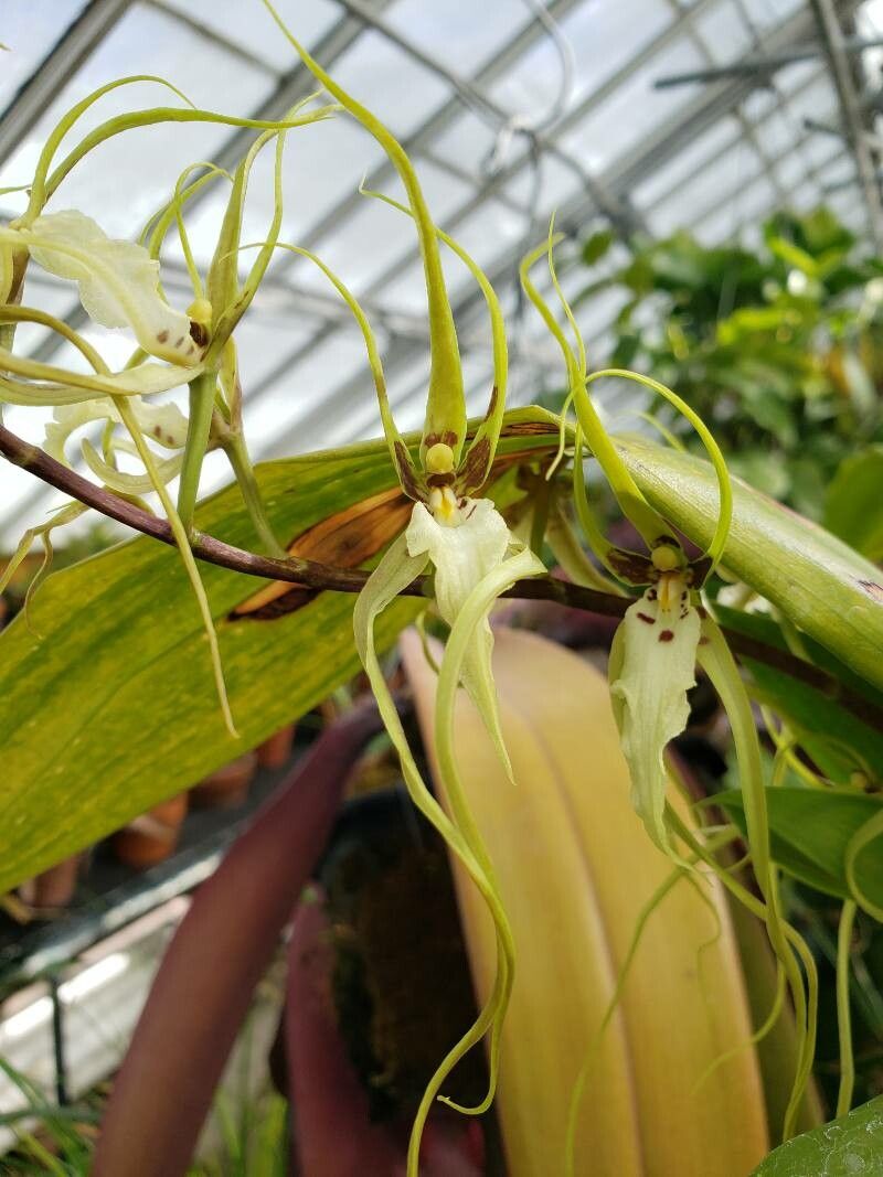 Brassia caudata flower