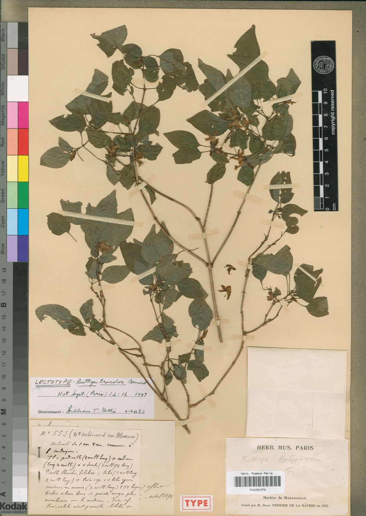 Ruttya tricolor — related species from the same genus