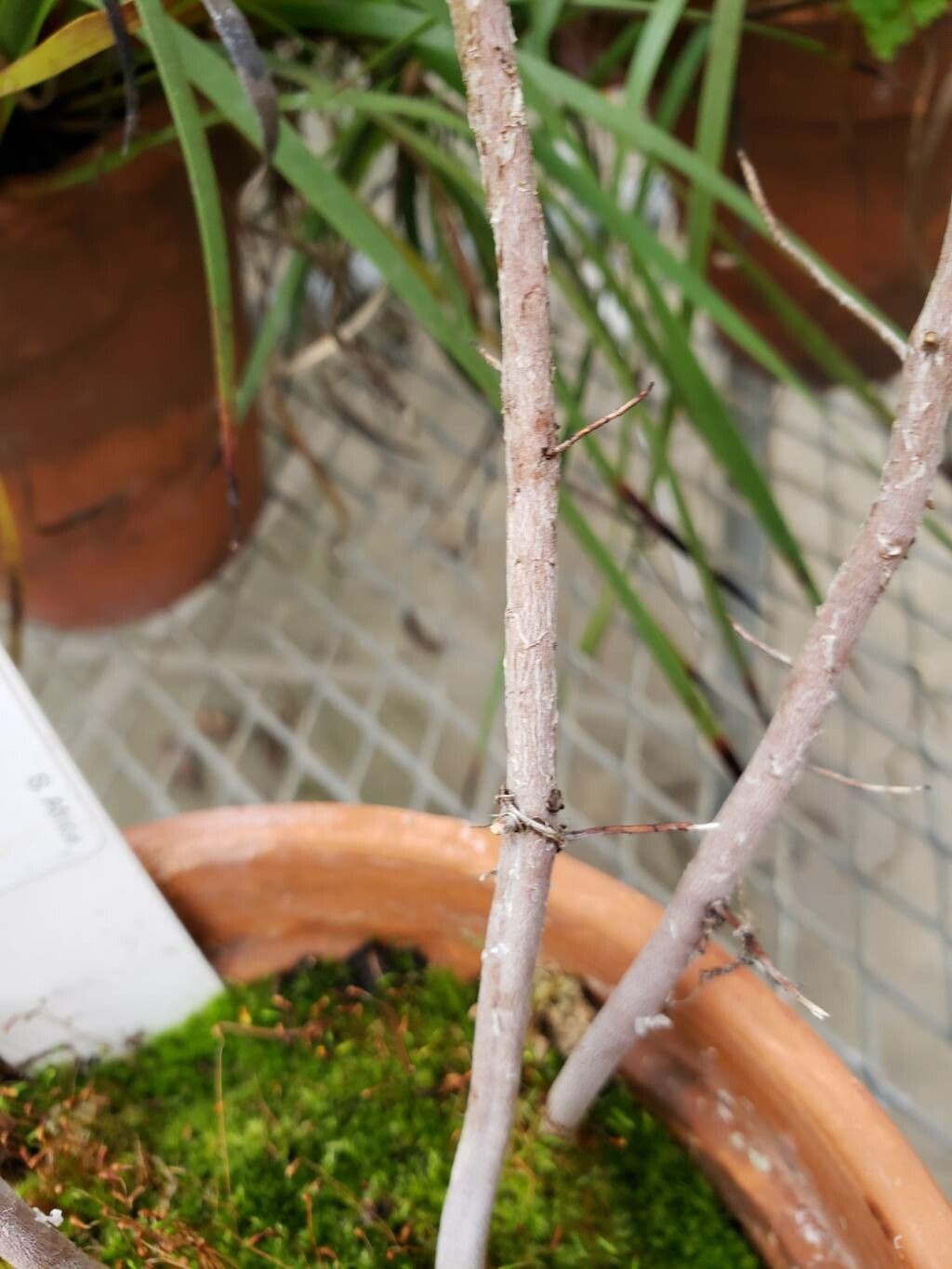 Roridula dentata leaf