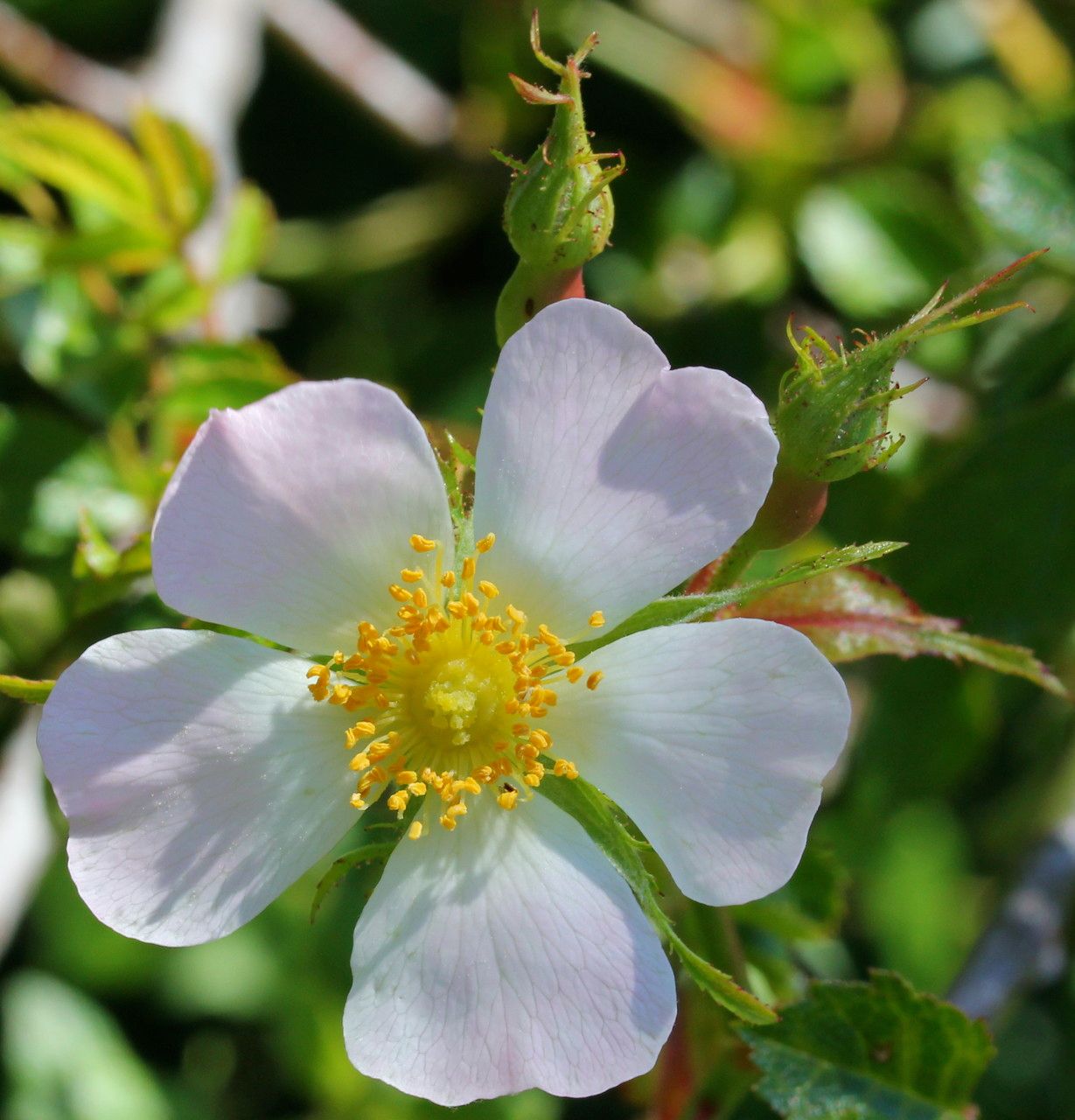 Rosa blondaeana flower