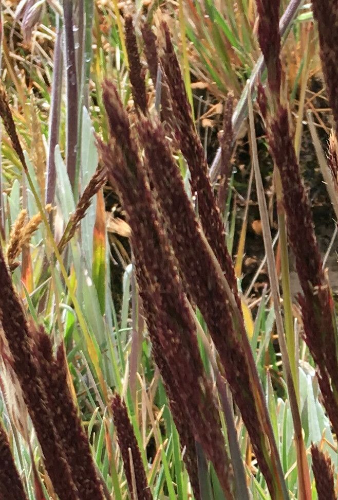 Agrostis foliata flower