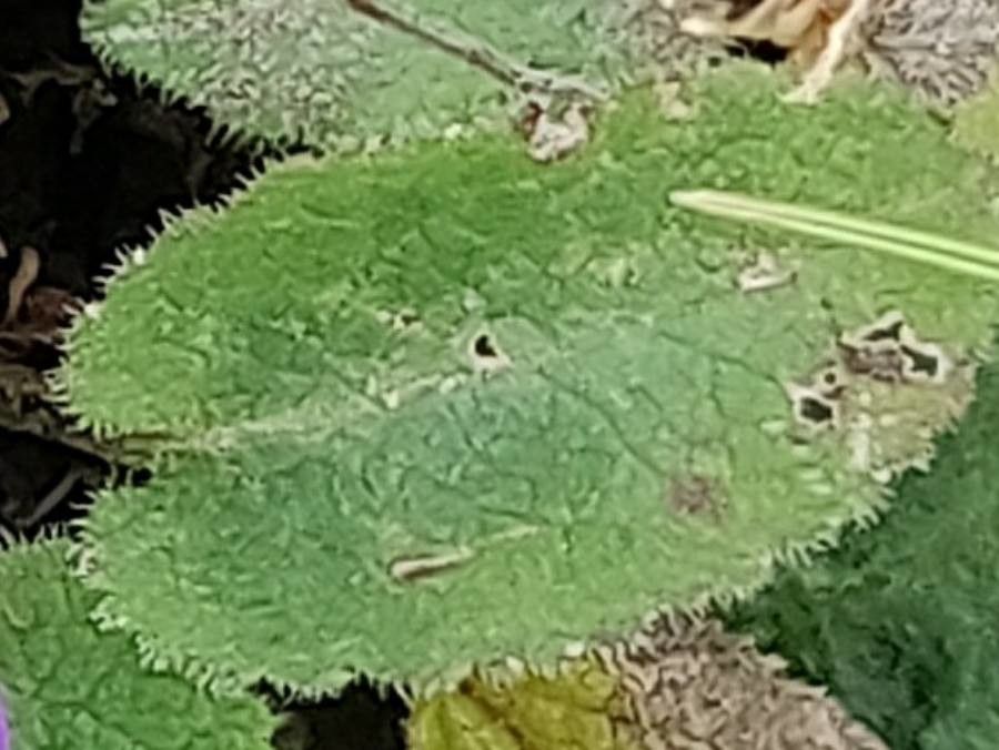 Campanula rainerii — houseplant care guide